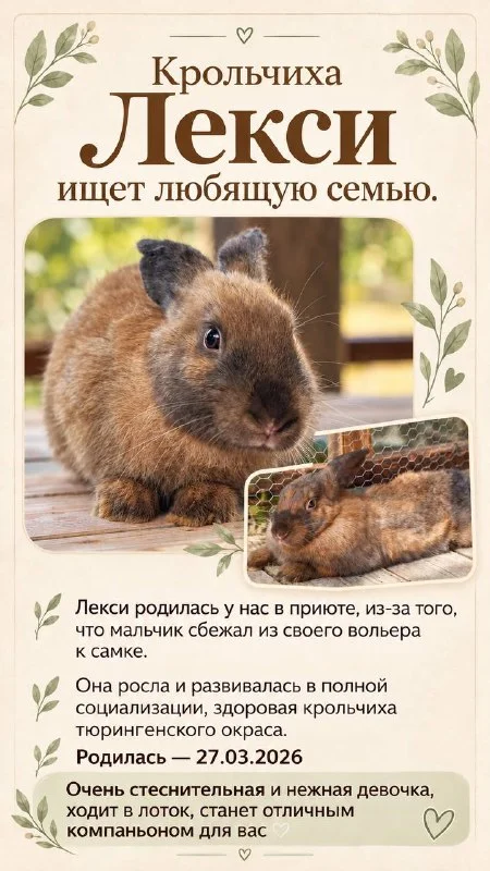 Крольчиха Лекси