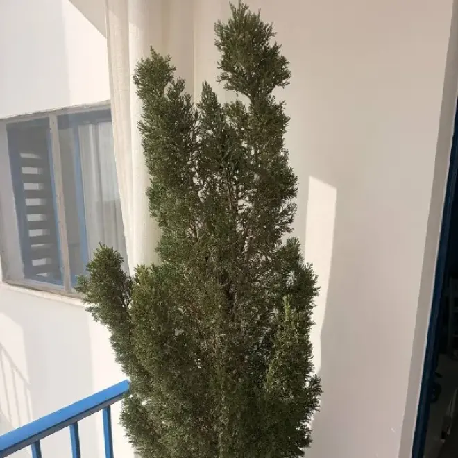 Ухоженный кипарис